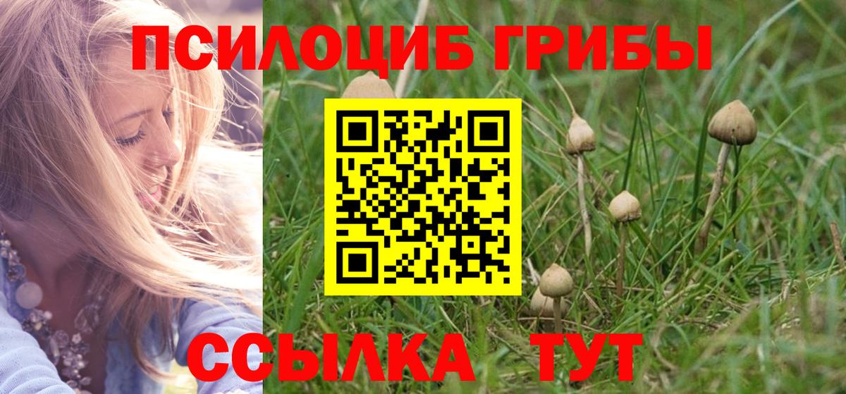 Псилоцибиновые грибы Psilocybe Иркутск